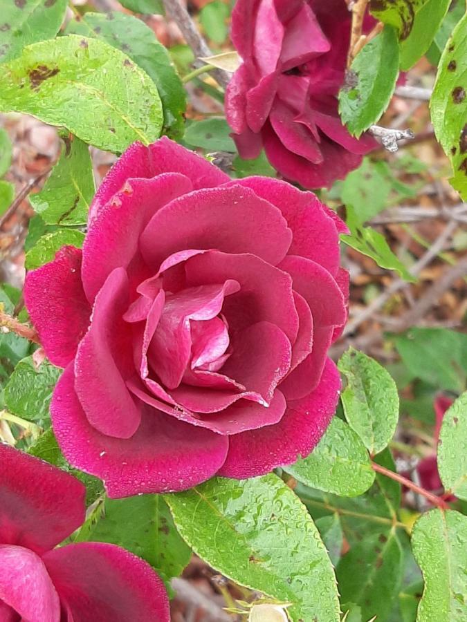 Country Rose Motel Warwick Bagian luar foto